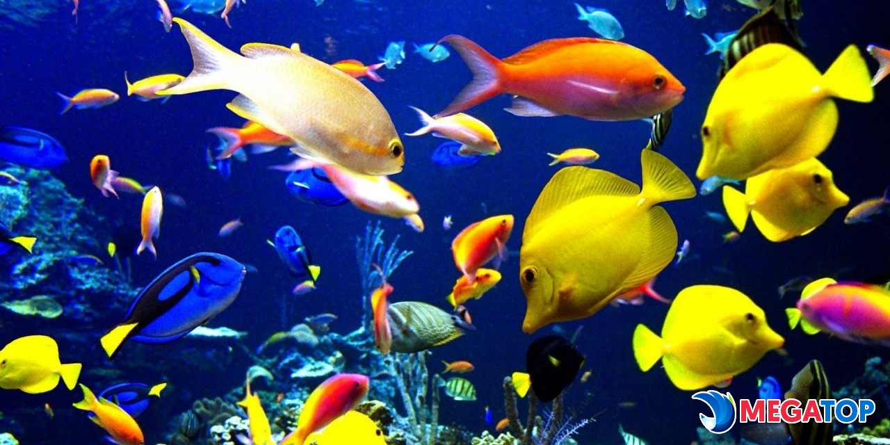 Top ++ cửa hàng cá cảnh được ưa chuộng nhất tại Tuy Hòa