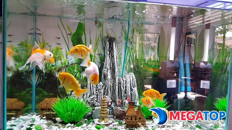 Top 7 địa điểm bán cá cảnh chất lượng tại TP. Hồ Chí Minh