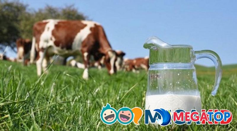 Review cai sữa cho bé khi nào là tốt nhất – Megakid