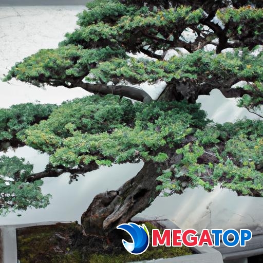 Cây bonsai tuyệt đẹp trong khu vườn truyền thống Nhật Bản