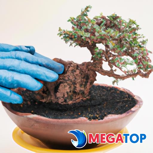 Đôi tay cẩn thận trồng cây bonsai sân vườn vào một chậu trang trí.